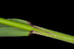 Eastern bottlebrush grass